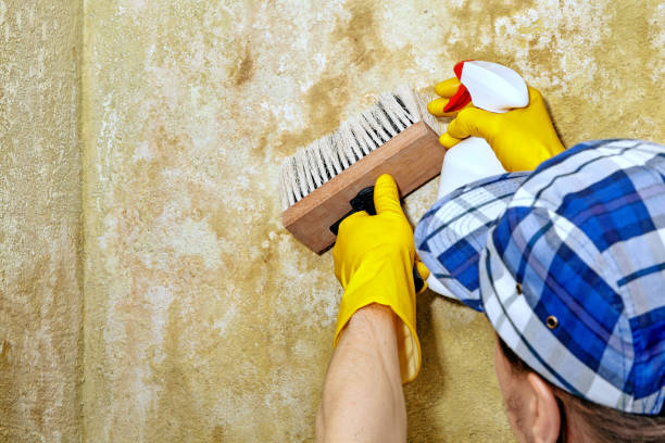 Best Mold Remediation for Healthcare Facilities  in Bridgewater Center, NJ